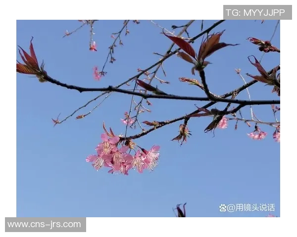 樱花VS春风细雨谁能更好地描绘这段温柔的季节故事